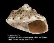 Gibbula magus (4)